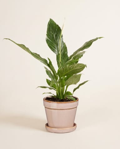 Clint Pot with Saucer Light Pink Ø 15 cm
