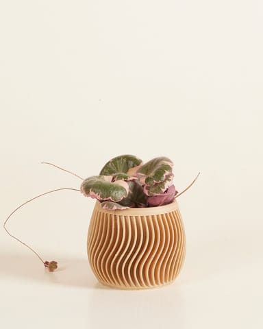 Baby Robin Wood Pot Swirl Ø 5.5 cm