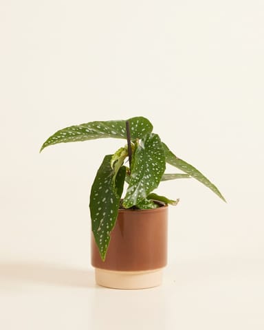 Baby Lisa Pot Dusty Terra Ø 7 cm