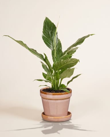 Baby Clint Pot with Saucer Light Pink Ø 7.5 cm