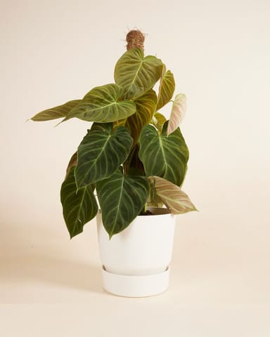 Elho Miles Ronde Pot Wit Ø 18.5 cm