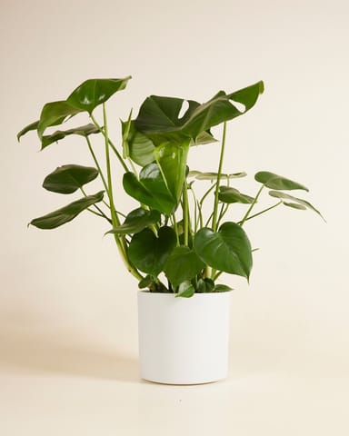Penny Pot Licht Grijs Ø 21 cm