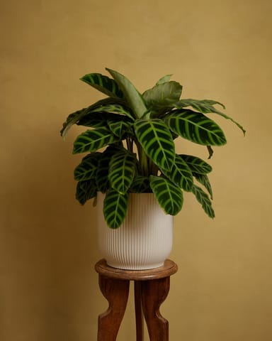 Elho Vick Pot White 25 cm