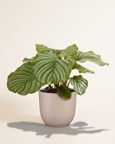 Tusca Pot Taupe Matt Ø 25 cm