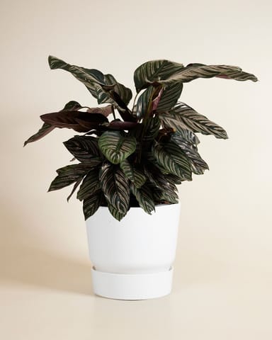 Elho Miles Round Pot White 30 cm