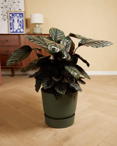 Elho Miles Ronde Pot Groen 30 cm
