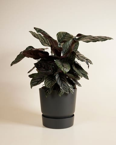 Elho Miles Round Pot Black 30 cm