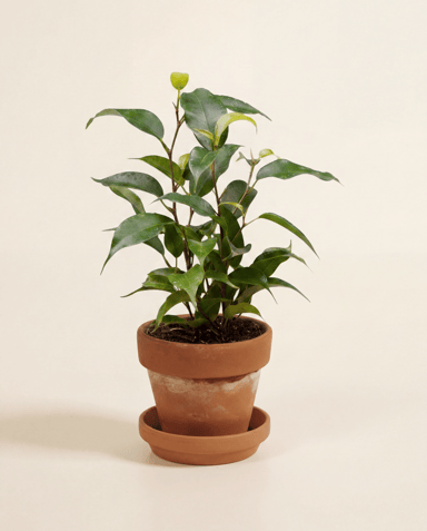 Baby Ficus Ficus Benjamina Natasja