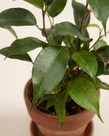 Baby Ficus Ficus Benjamina Natasja