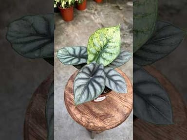 #016 - Silver Dragon Variegata