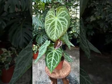 #011 - Magnificum Variegata