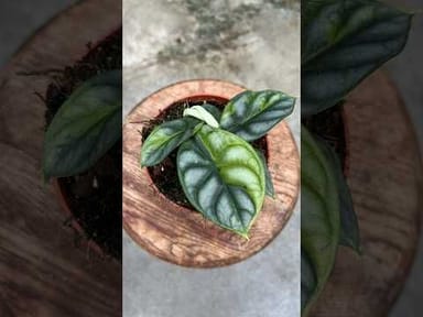 #014 - Silver Dragon Variegata