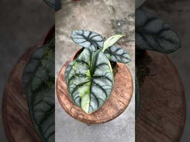 #015 - Silver Dragon Variegata