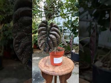 #024 - Red Secret Variegata