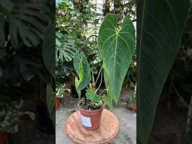 #002 - Queremalense variegata