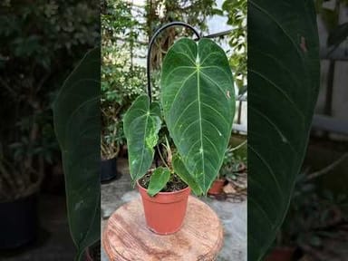 #003 - Queremalense variegata