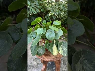 #004 - Sugar Variegata
