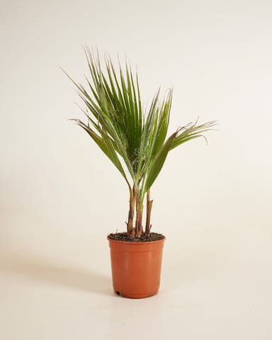 Washingtonia Mexican Fan Palm Robusta