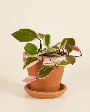 Hoya Wax flower Flamingo Dream 'Star of Java'