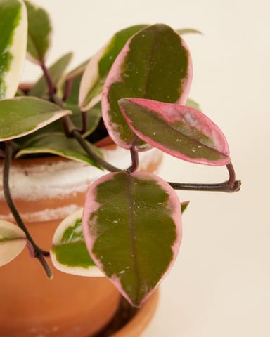 Hoya Wax flower Flamingo Dream 'Star of Java'