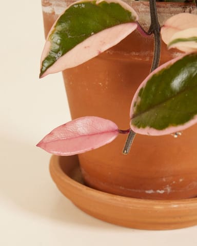 Hoya Wax flower Flamingo Dream 'Star of Java'