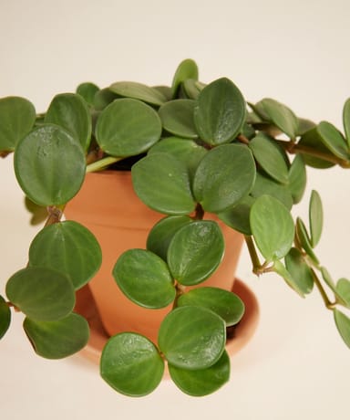 Peperomia Hope