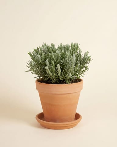 Lavandula Lavender Stoechas Anouk
