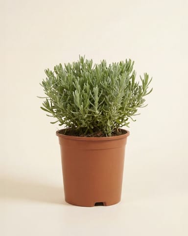 Lavandula Lavender Stoechas Anouk