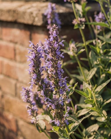Nepeta Catmint Nervosa Blue Moon