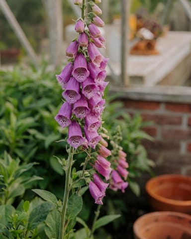 Digitalis Digitale Purpurea Gloxiniiflora