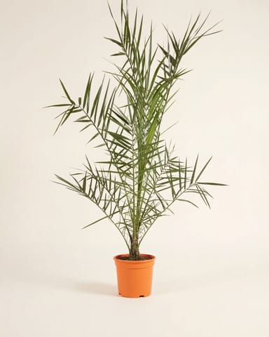 Phoenix Palmera de Canarias Canariensis