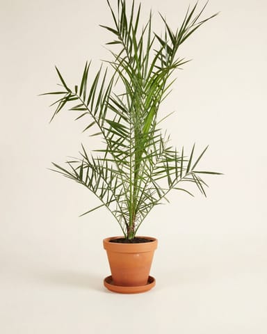 Phoenix Palmera de Canarias Canariensis