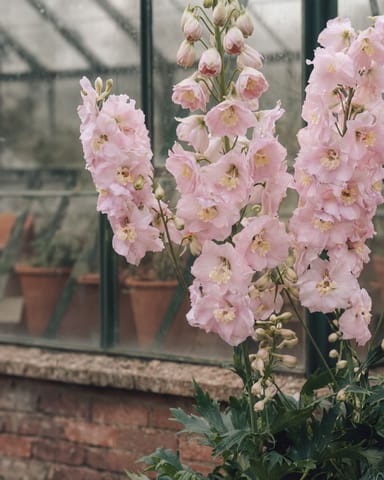 Delphinium Magic Fountains Pink Shades
