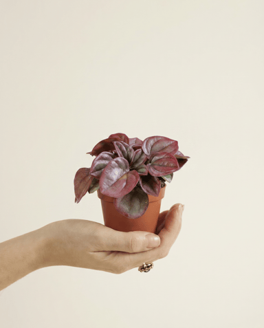 Baby Peperomia Peperomia Caperata Cayenne
