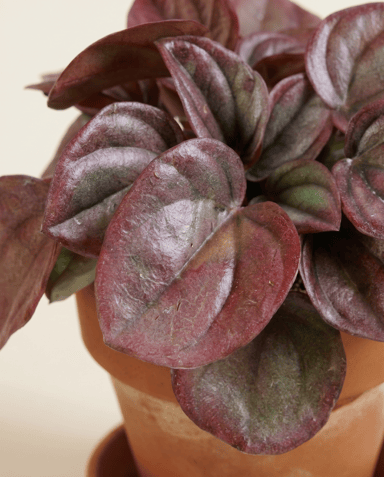 Baby Peperomia Peperomia Caperata Cayenne
