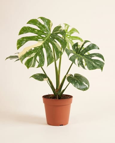 Monstera Pianta del formaggio svizzero Thai Constellation