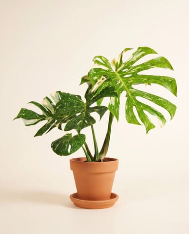 Monstera Pianta del formaggio svizzero Thai Constellation