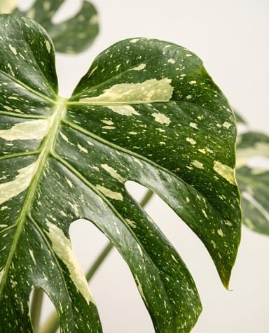Monstera Pianta del formaggio svizzero Thai Constellation