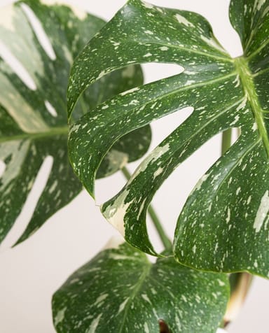 Monstera Pianta del formaggio svizzero Thai Constellation
