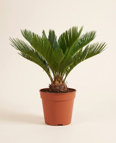 Cycas Sagopalm Revoluta