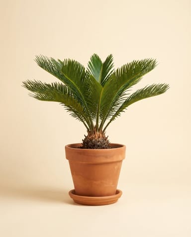 Cycas Sagopalm Revoluta
