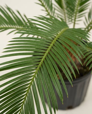 Cycas Sagopalm Revoluta