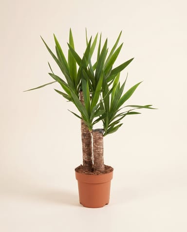 Yucca Palmlilien Elephantipes (2 stam)