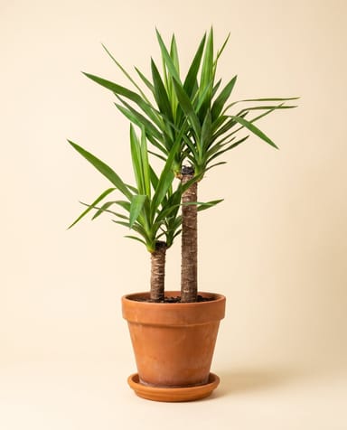 Yucca Palmlilien Elephantipes (2 stam)