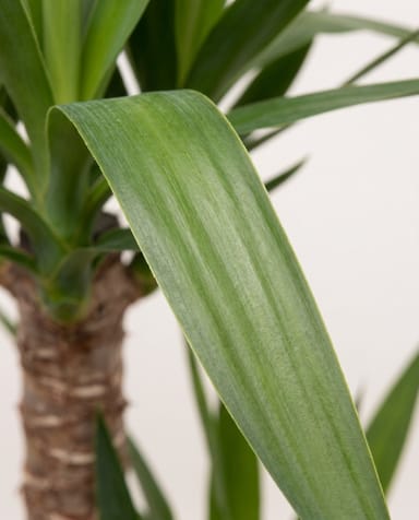 Yucca Palmlilien Elephantipes (2 stam)