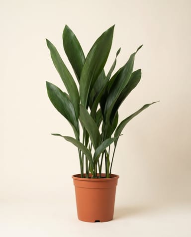 Aspidistra Aspidistra Elatior