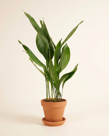 Aspidistra Aspidistra Elatior