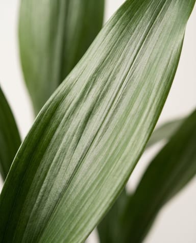 Aspidistra Aspidistra Elatior