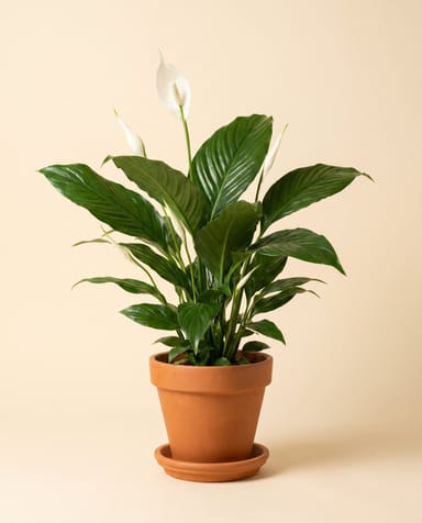 Spathiphyllum Witte Lepelplant Vivaldi