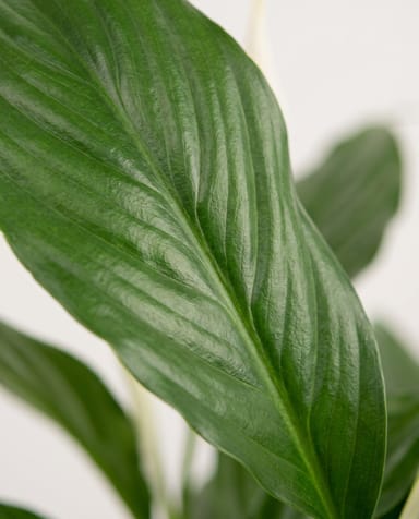Spathiphyllum Witte Lepelplant Vivaldi